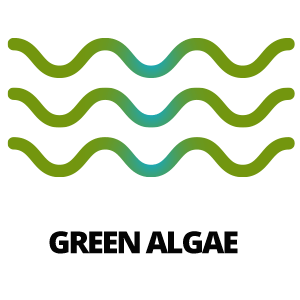 Green Algae